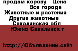 продам корову › Цена ­ 70 000 - Все города Животные и растения » Другие животные   . Сахалинская обл.,Южно-Сахалинск г.